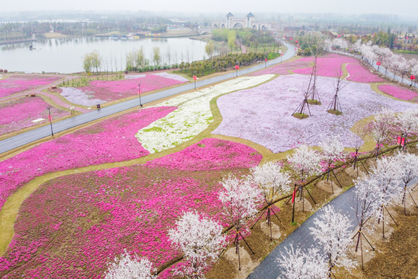 樱花大道1_副本.jpg